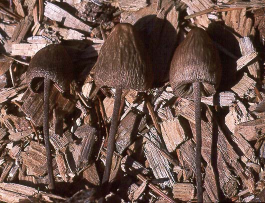 Panaeolus retirugis